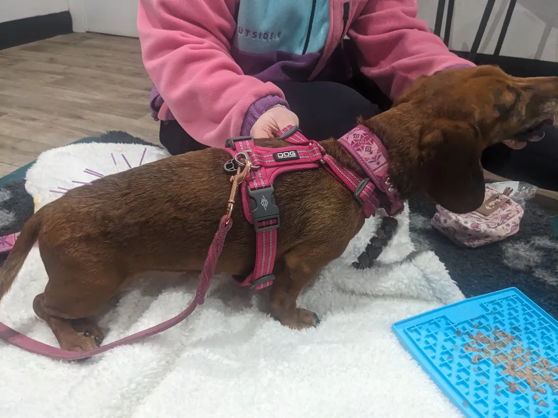 A dachshund in a harness receiving acupuncture, calmly enjoying a lickmat during treatment