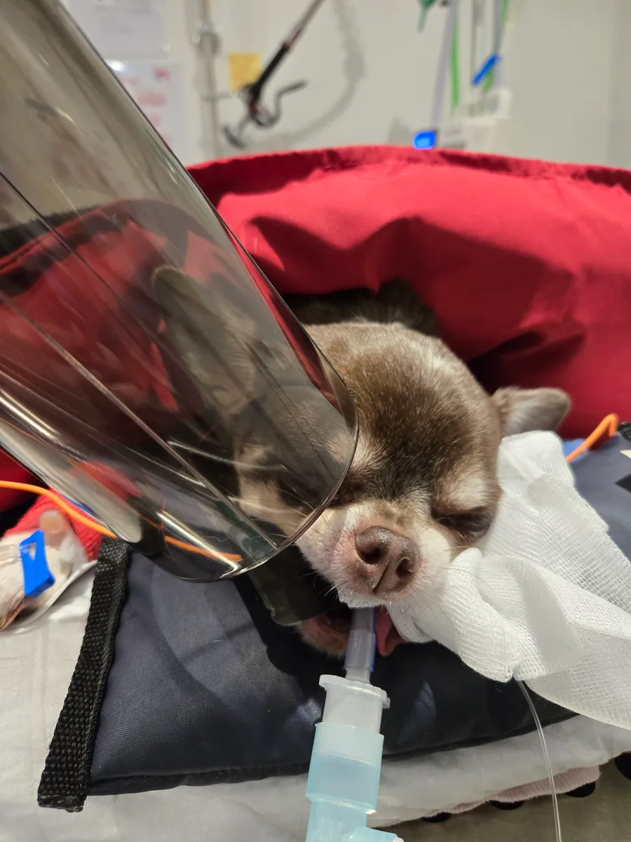 A small dog under anaesthetic positioned for a digital dental X-ray in the dedicated dental procedure room