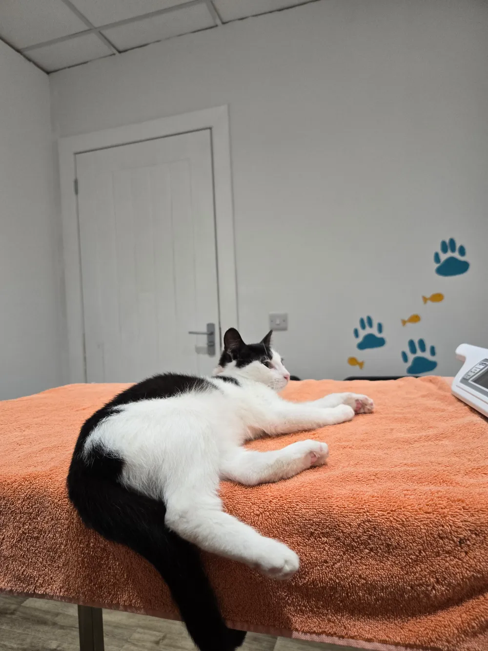 A relaxed cat resting on the table in one of the dedicated cat-only rooms