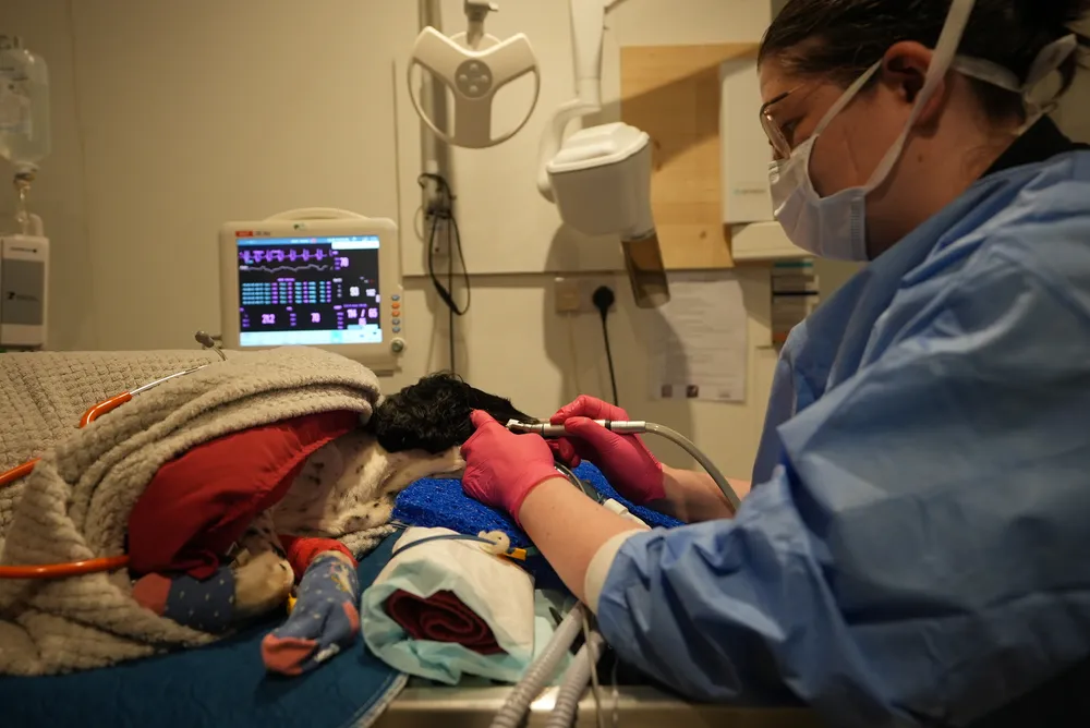 A veterinary nurse performing a dental scale and polish on an anaesthetised patient under full monitoring