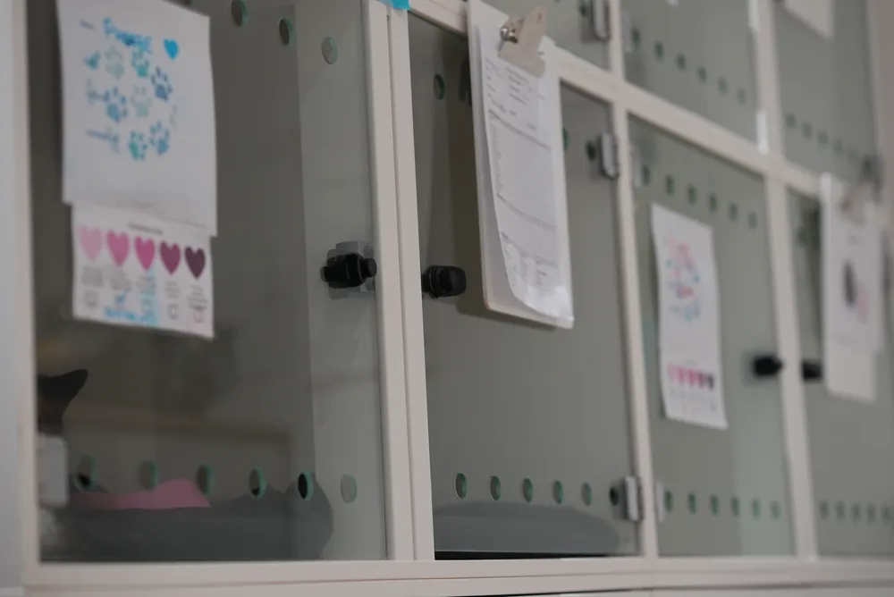 Glass-fronted hospitalisation kennels with individual patient charts