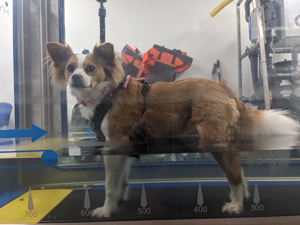 A spaniel walking on the underwater treadmill during hydrotherapy