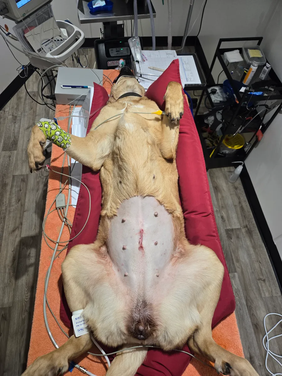 A dog under general anaesthetic on the surgical table with full monitoring, prepared for an abdominal soft tissue procedure