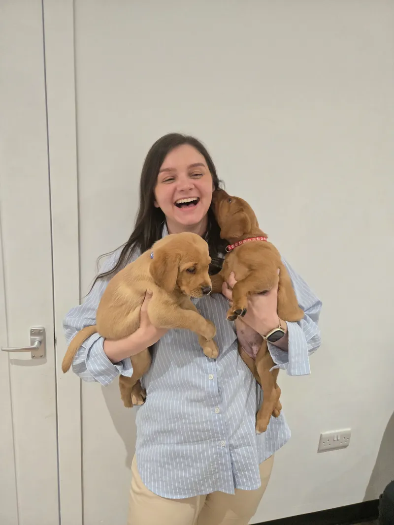 Chloe, Client Care & Reception at The Veterinary Wellness Centre, holding two Labrador puppies