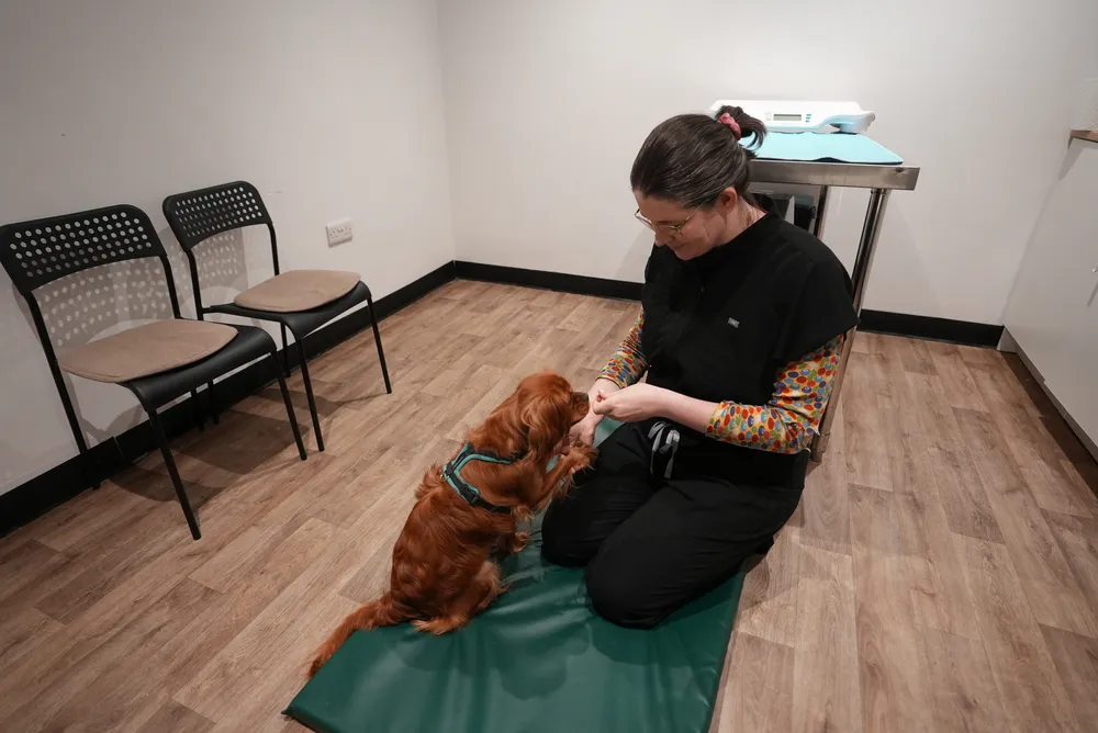 Dr Miriam Main, founder and veterinary surgeon, treating a spaniel on the floor of a low-stress consult room